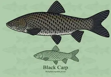 An Image of Black Carp