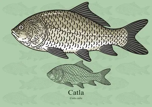 An Image of Catla Fish