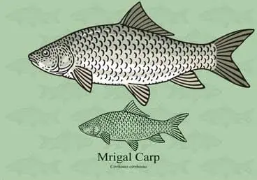 An Image of Mirgal Carp Fish