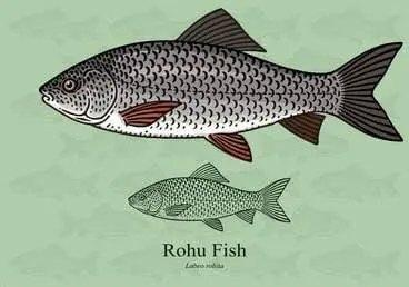 An Image of Rohu Fish