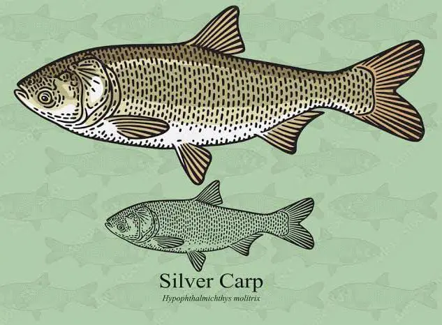 An Image of Silver Carp