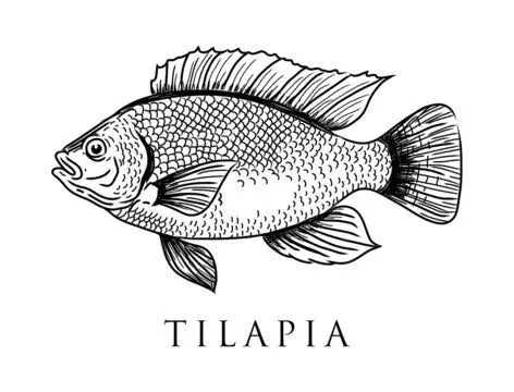 An Image of Tilapia Fish