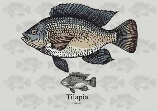 An Image of Tilapia